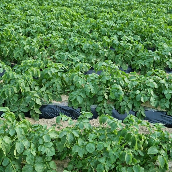 산엔청쇼핑몰,산청장희딸기 350g,500g _우리농원