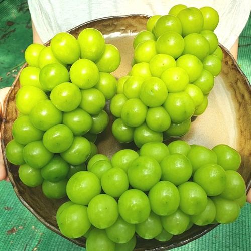 산엔청쇼핑몰,산청장희딸기 350g,500g _우리농원