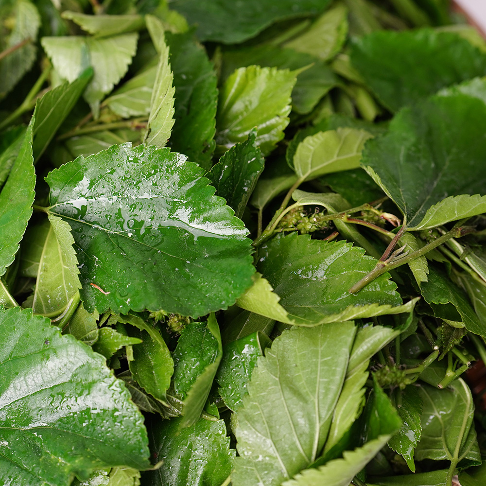 산엔청쇼핑몰,산청장희딸기 350g,500g _우리농원